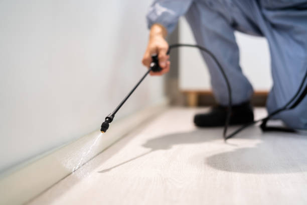 Licensed Wasp Removal service in Deer Park, IL - Show Me Pest Control